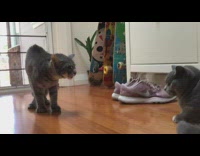 Two pet cat growls at each other