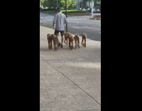 Guy walks six light brown dogs