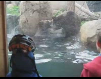 Two grizzly bears fight while kids watches outside the glass