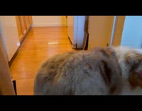 Dog backs up when leaving kitchen 