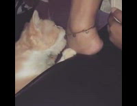 Brown white kitten cat bites anklet jewelry  