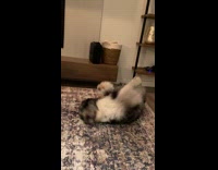 Dog lie down waves both front paws