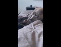 Kitten playing with big dogs face 