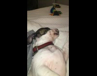 white dog howling while laying on bed 