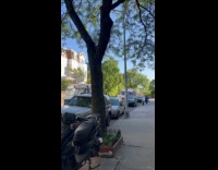 Two ice cream truck driver argue street