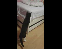 Blind pet cat feels and climbs the bed