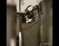 black cat in bag pulling cord into bag