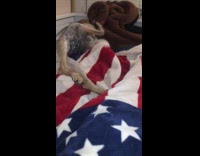 Dog bites USA flag blanket on bed