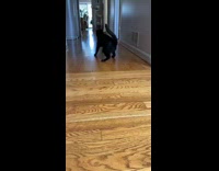 Collab BitchMP - Black cat chase green laser wood floor