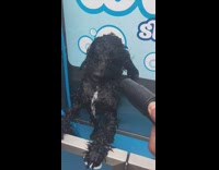 black dog getting air blown in face