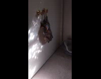 Kitten plays with scratcher hanging on doorknob