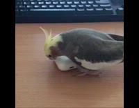 Grey yellow bird play with airpods keyboard