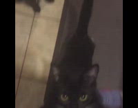 Black white cat climbs girl rotisserie chicken 