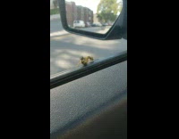 Two wasp mate beside car window glass