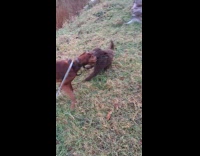 Dog out for walk random dog showed