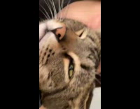 Collab BitchIG2 - Cat bites womans nose 