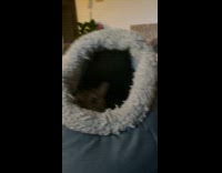 Cat swatting hoomans hand when trying to pet it