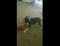 brown dog laying on ground barks at owner