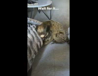 Collab BitchIG2 - Small brown monkey rolls falls off lap