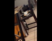 Cat shows face when called by owner