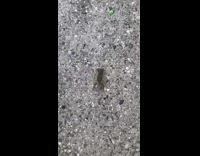 Collab DailyDoseOfInternet - Crayfish on the road in attack mode