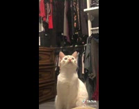 Collab BitchMP - Cat staring at fan slowly lowers head