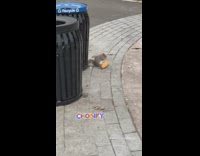 Squirrel runs away with bread at park 