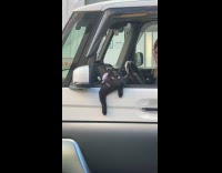 Collab Clips MPUGC - Cat with pink ribbon peeks out car window