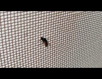 Collab DailyDoseOfInternet - Fly head stuck on net screen finger