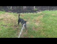Black dog drinks from water hose