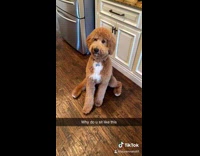 Little brown poodle dog sitting with funny legs apart