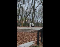 Person at park in white inflatable bubble