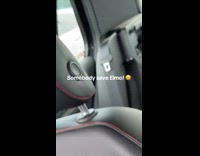 Elmo back window car scream