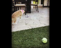 Corgi puppy dog barks at dropped can 