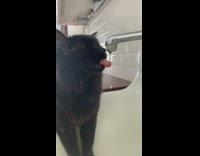 Black cat in sink drinks water 