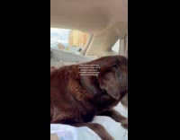 Dog thinks it will get treats every drive through