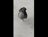 Pigeon with one leg stands on ground