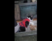 Two cats play fight rolls on floor