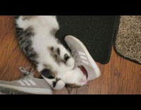 Cat hides head inside sneaker 