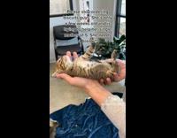 Furry Kitten Moves Paws Upwards while Held