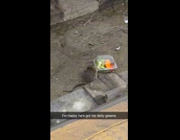 Rat open vegetable container on train tracks