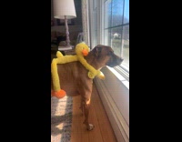 Dog with duck plush toy hugging him 