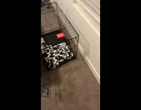 Dog stands behind crate near bed thinks its inside 