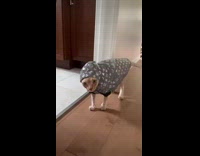 Collab Clips mpugc - Cat in louis vuitton jacket