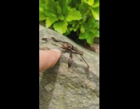 Dragonfly touches the finger of the filmer