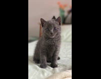 Grey cat playing with finger picture open mouth