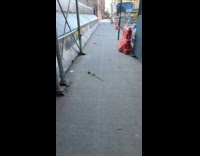 Submitter shows red rose scattered at street