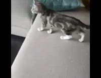 Grey kitten almost makes the jump onto window ledge