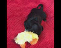Black pug puppy dog yellow duck toy