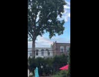 Group of raccoons crawl on power lines